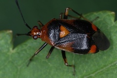 Deraeocoris ruber 1 2