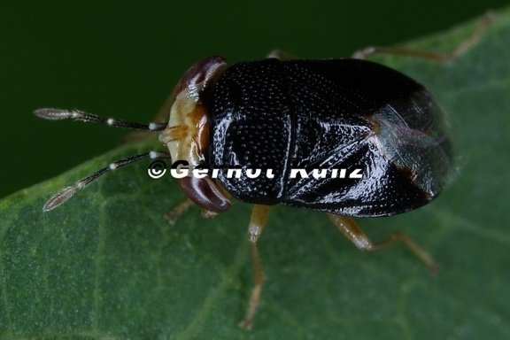 Geocoris sp  3 2