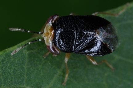 Geocoris sp  3 2