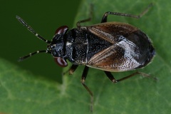 Lygaeidae 1 2