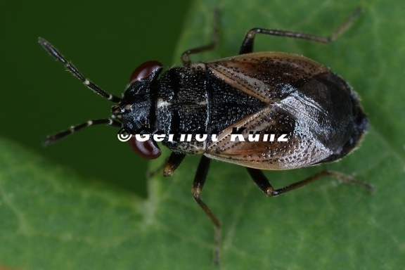 Lygaeidae 1 2