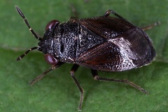 Lygaeidae 2 2