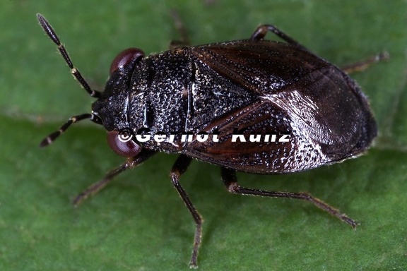 Lygaeidae 2 2