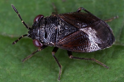 Lygaeidae 2 2