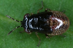 Lygaeidae L15 2