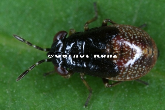 Lygaeidae L15 2