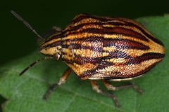 Odontotarsus purpureolineatus  Harlekinwanze 1 2