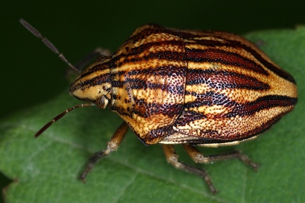 Odontotarsus purpureolineatus  Harlekinwanze 1 2