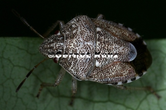 Pentatomidae 3 2