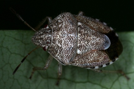 Pentatomidae 3 2