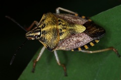 Pentatomidae 6 2