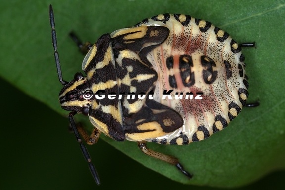 Pentatomidae L2 2