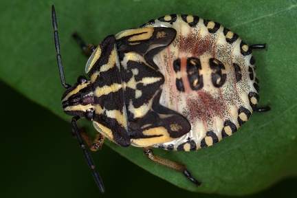 Pentatomidae L2 2