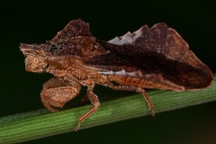 Phymata crassipes 1 2
