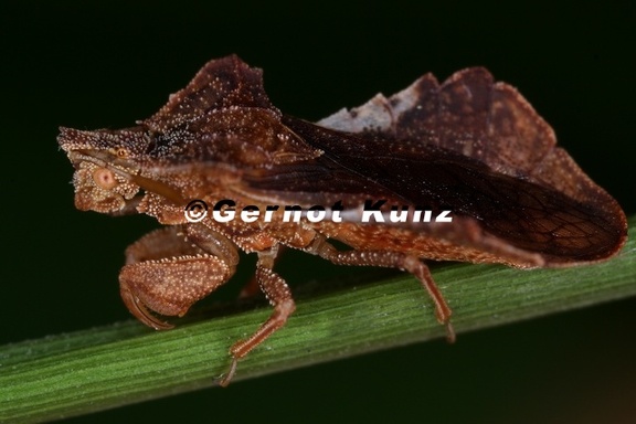 Phymata crassipes 1 2