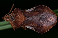 Phymata crassipes  4 2