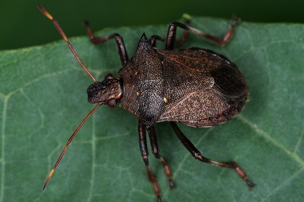 Picromerus bidens  1 2