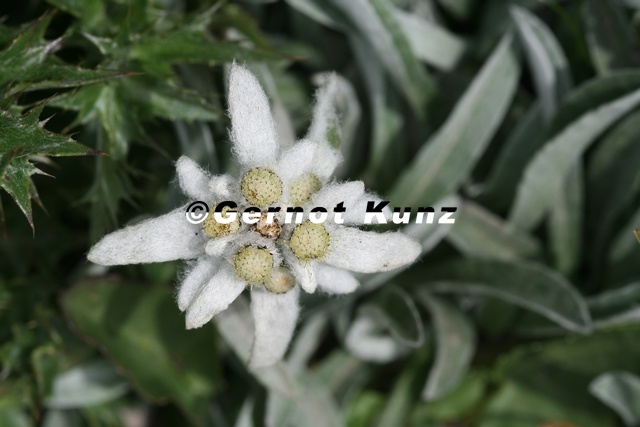 Leontopodium alpinum  Edelwei   6 2