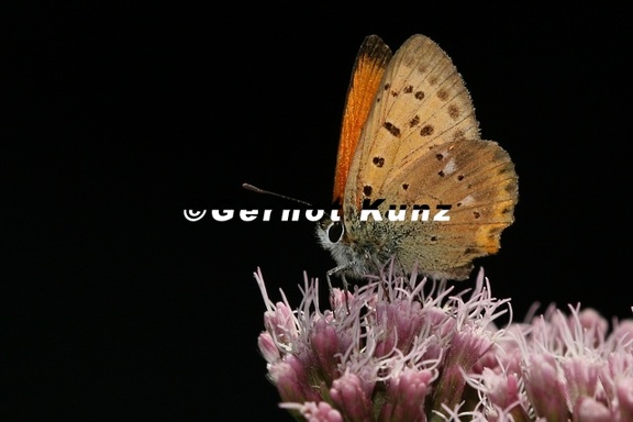 Lycaena vigaureae  Dukatenfalter M6 2