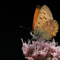 Lycaena vigaureae  Dukatenfalter M6 2