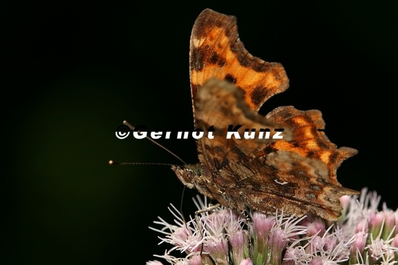 Polygonia c-album  C-Falter  4 2