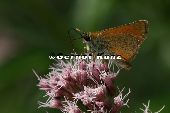 Thymelicus cf sylvestris  Ockergelber Braundickkopffalter 4 2