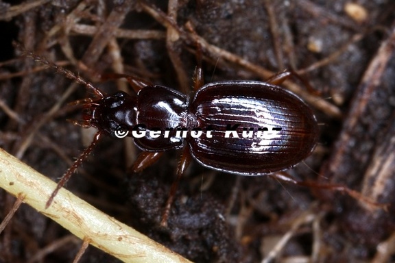Trechus putzeysi 4 2