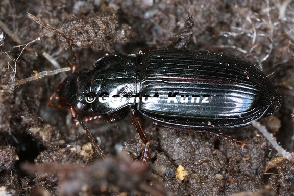 Trichotichnus laevicollis 5 2