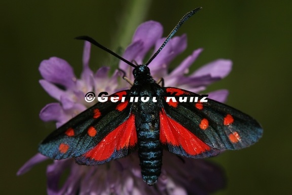 Zygaena sp  5 2