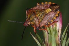 Carpocoris mediterraneus 1 2