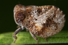 Issidae3 2