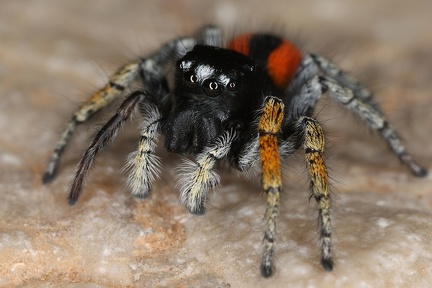 Philaeus chrysops  Goldaugenspringspinne M18 2