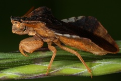 Phymata crassipes  Teufelchen 3 2