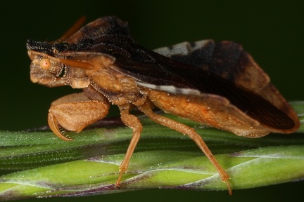Phymata crassipes  Teufelchen 3 2