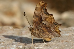 Polygonia egea  Gelber C-Falter 5 2
