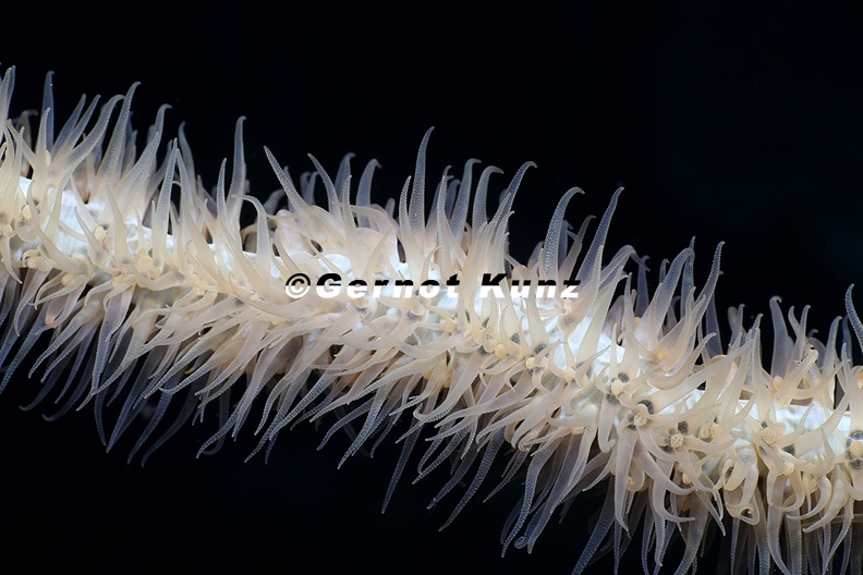 Ellisellidae  Whip Coral  001