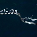 Laticauda colubrina  Banded Sea Snake 1 2 001