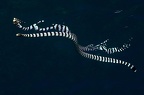Laticauda colubrina  Banded Sea Snake 1 2 001