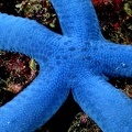 Linkia laevigata  Blue Linckia Sea Star  Blauer Seestern  001