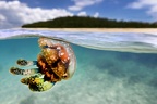 Mastigias papua  Spotted Jellyfish 1 6