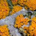 Tubastrea coccinea  Orange Cup Coral 