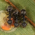 Dolichoderus bituberculatus6 2