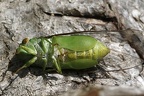 Dundubia vaginata 5