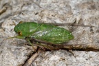 Dundubia vaginata 5 2