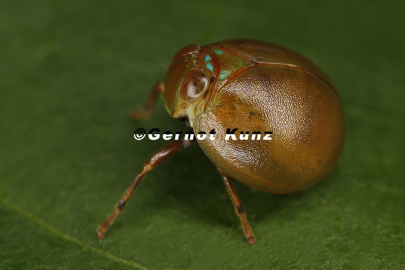 M2P7203 Hemisphaericus 3 2 - _M2P7203_Hemisphaericus_3_2.jpg _M2P7203_Hemisphaericus_3_2.jpg