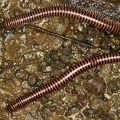  M2P7259 2