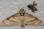 IMG 8528 2