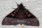 IMG 8547 1