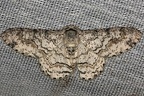 IMG 8552 2