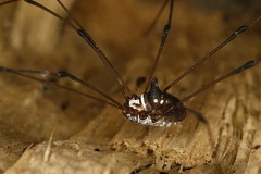 Sclerosomatidae Gagrellinae7 2